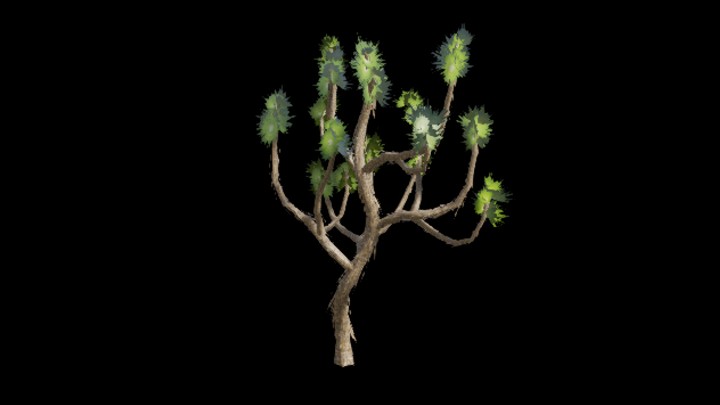 UE项目资源_模型资源_约书亚树001