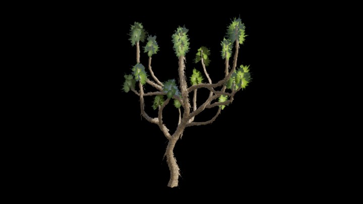 UE项目资源_模型资源_约书亚树003