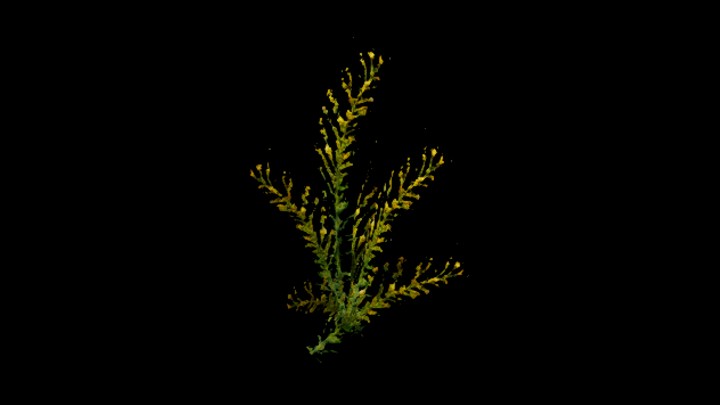 UE项目资源_模型资源_花117