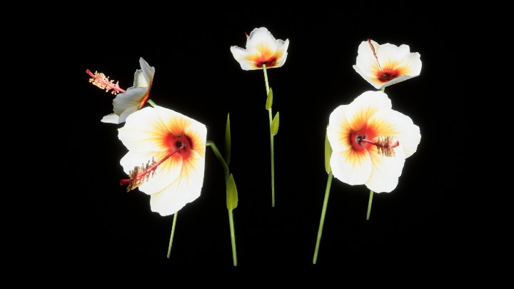 UE项目资源_模型资源_花131