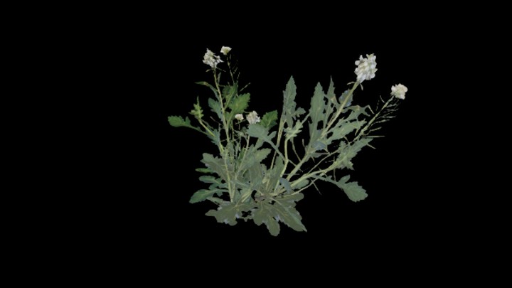 UE项目资源_模型资源_花135