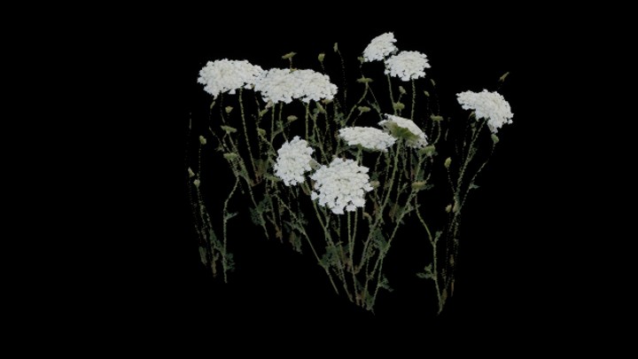 UE项目资源_模型资源_花156