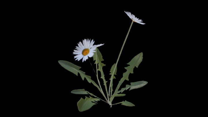 UE项目资源_模型资源_花157