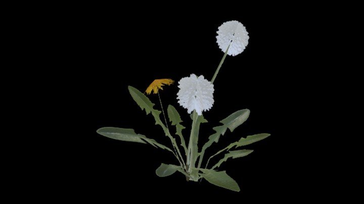 UE项目资源_模型资源_花159