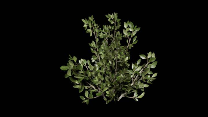 UE项目资源_模型资源_草439