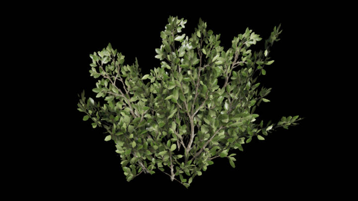 UE项目资源_模型资源_草441