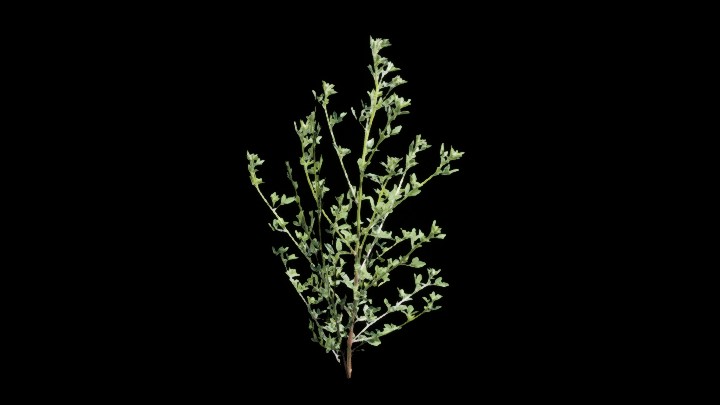 UE项目资源_模型资源_草446