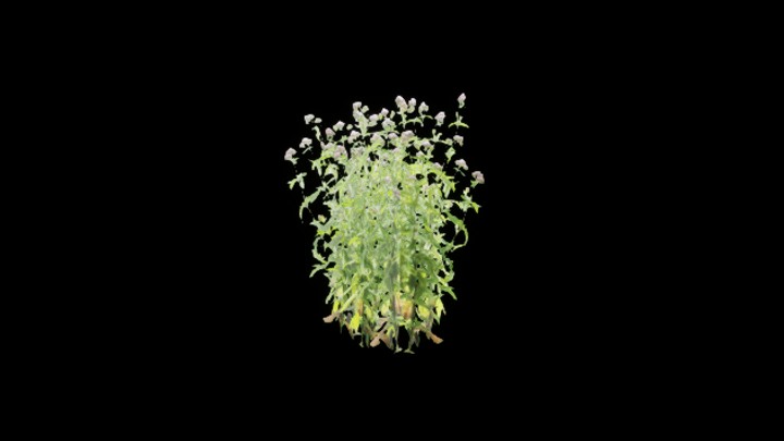 UE项目资源_模型资源_草471