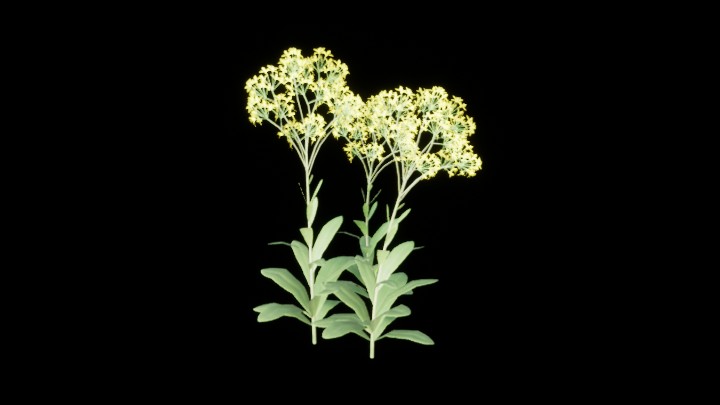 UE项目资源_模型资源_菜花001