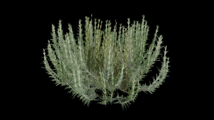 UE项目资源_模型资源_迷迭香002