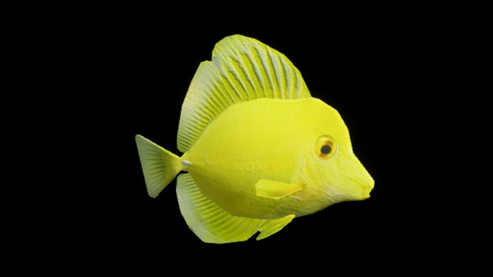 UE项目资源_模型资源_鱼005