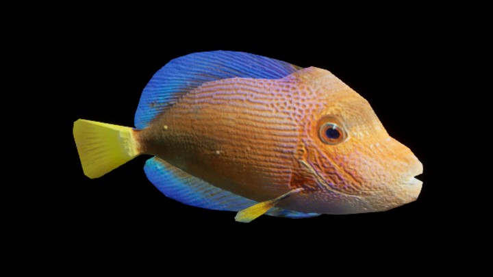 UE项目资源_模型资源_鱼007