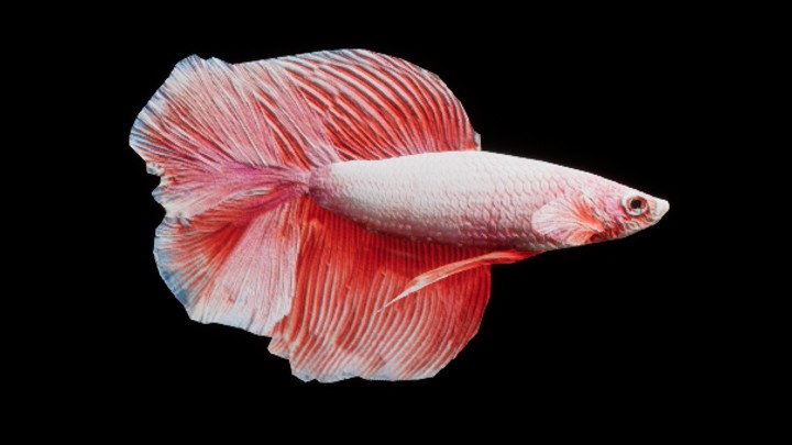 UE项目资源_模型资源_鱼024