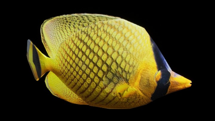 UE项目资源_模型资源_鱼025