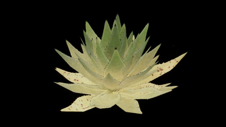 UE项目资源_模型资源_龙舌兰004