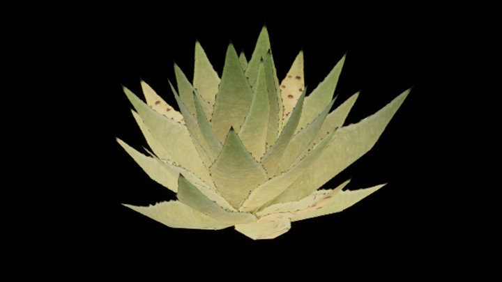 UE项目资源_模型资源_龙舌兰005