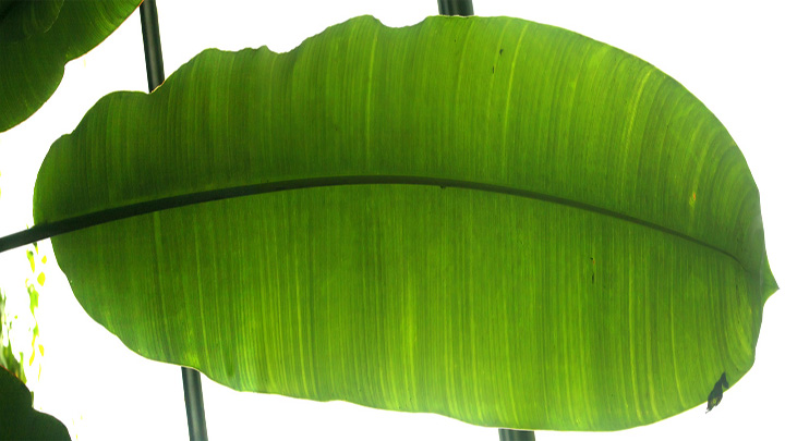 渲染模型_叶子002