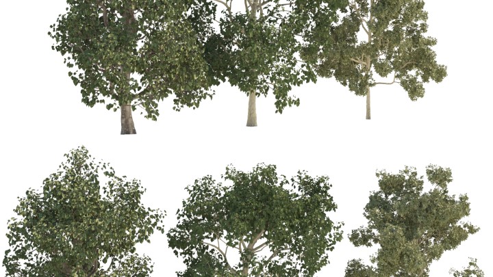 渲染模型_树009
