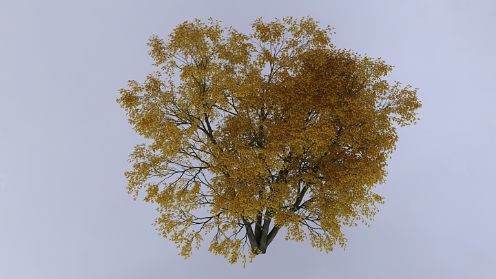 渲染模型_树木002