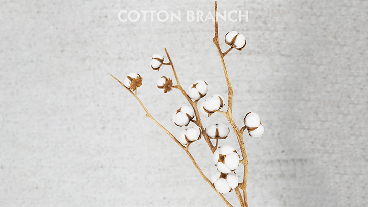 渲染模型_棉花001