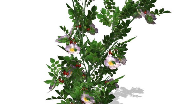 渲染模型_植物007