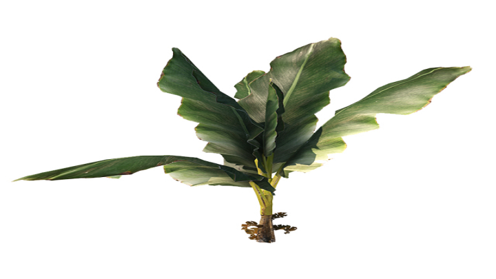 渲染模型_植物009