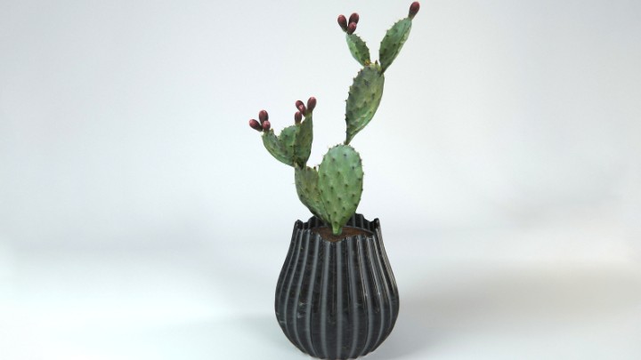 渲染模型_植物014