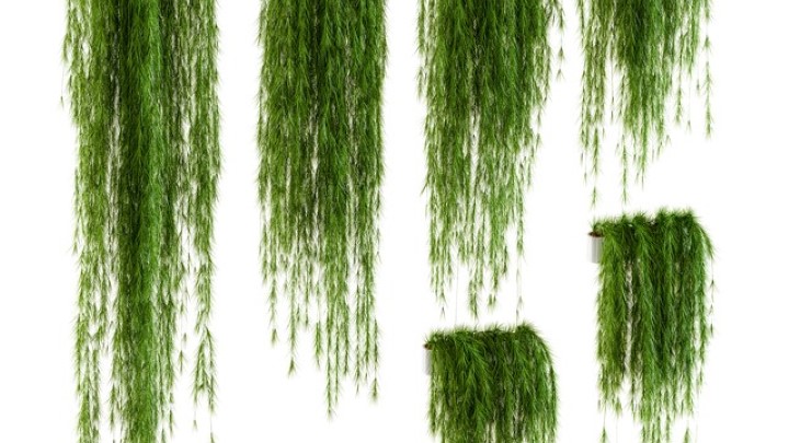 渲染模型_植物墙006