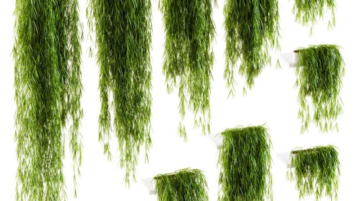 渲染模型_植物墙007