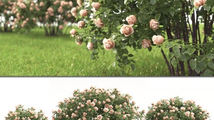 渲染模型_灌木008