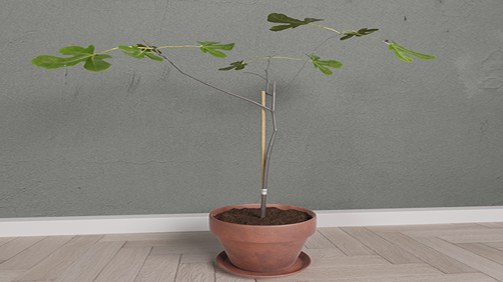 渲染模型_盆栽009