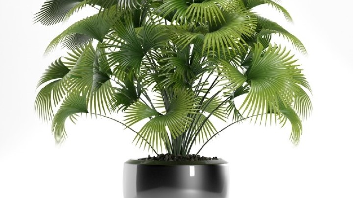 渲染模型_盆栽056