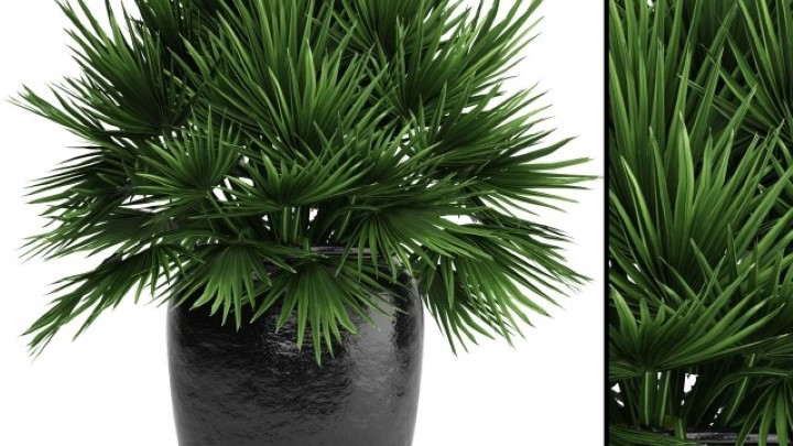 渲染模型_盆栽057