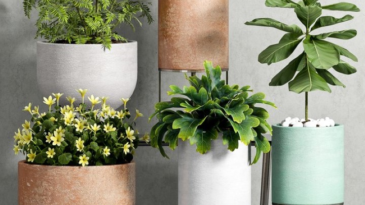 渲染模型_盆栽067