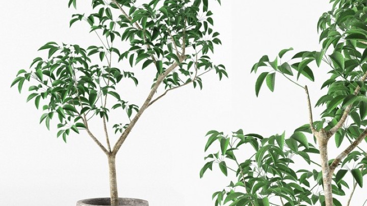 渲染模型_盆栽076