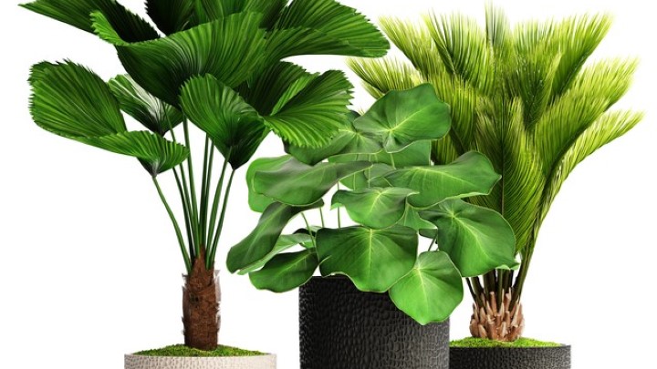 渲染模型_盆栽085