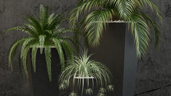 渲染模型_盆栽091