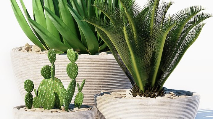 渲染模型_盆栽094