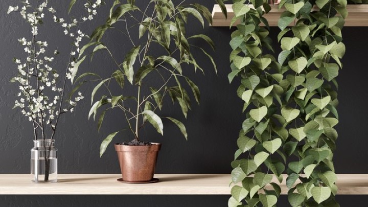 渲染模型_盆栽110