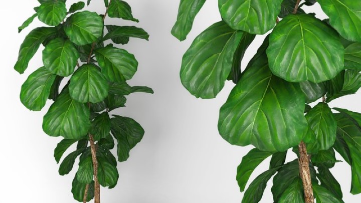 渲染模型_盆栽112