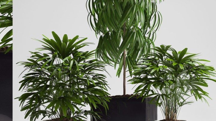 渲染模型_盆栽121