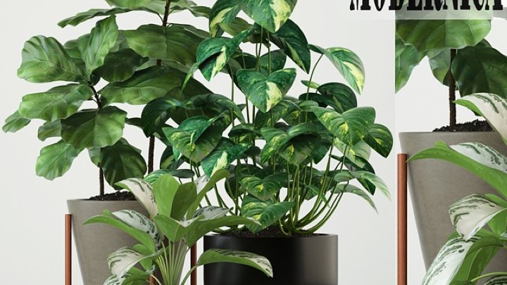 渲染模型_盆栽123