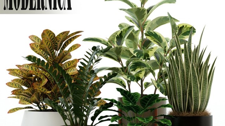 渲染模型_盆栽126