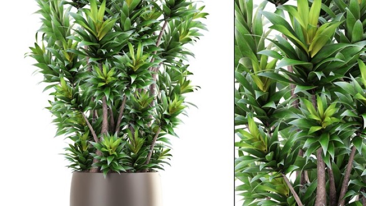 渲染模型_盆栽145