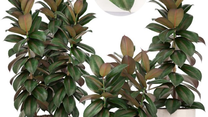 渲染模型_盆栽152