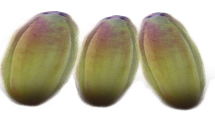 渲染模型_种子001