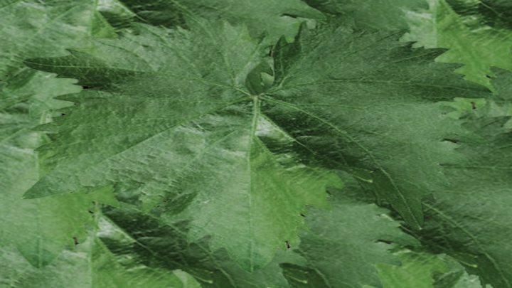 渲染模型_绿叶002