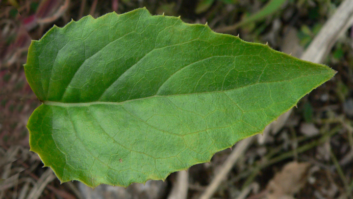 渲染模型_绿植003