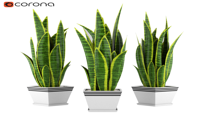 渲染模型_绿植007