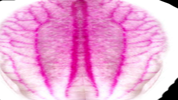 渲染模型_花瓣002